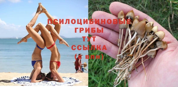 сатива Алзамай